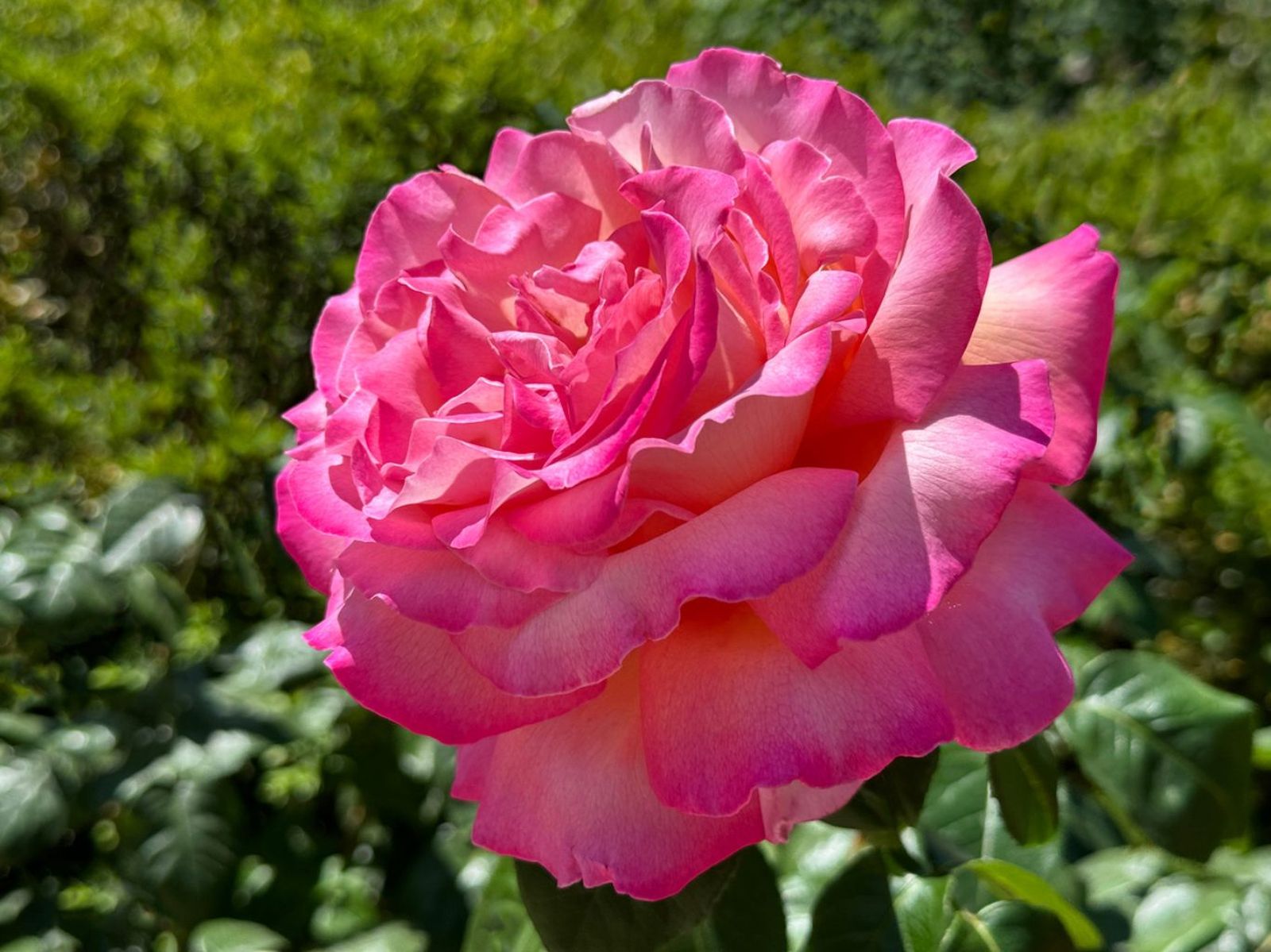 Rosal rosado.