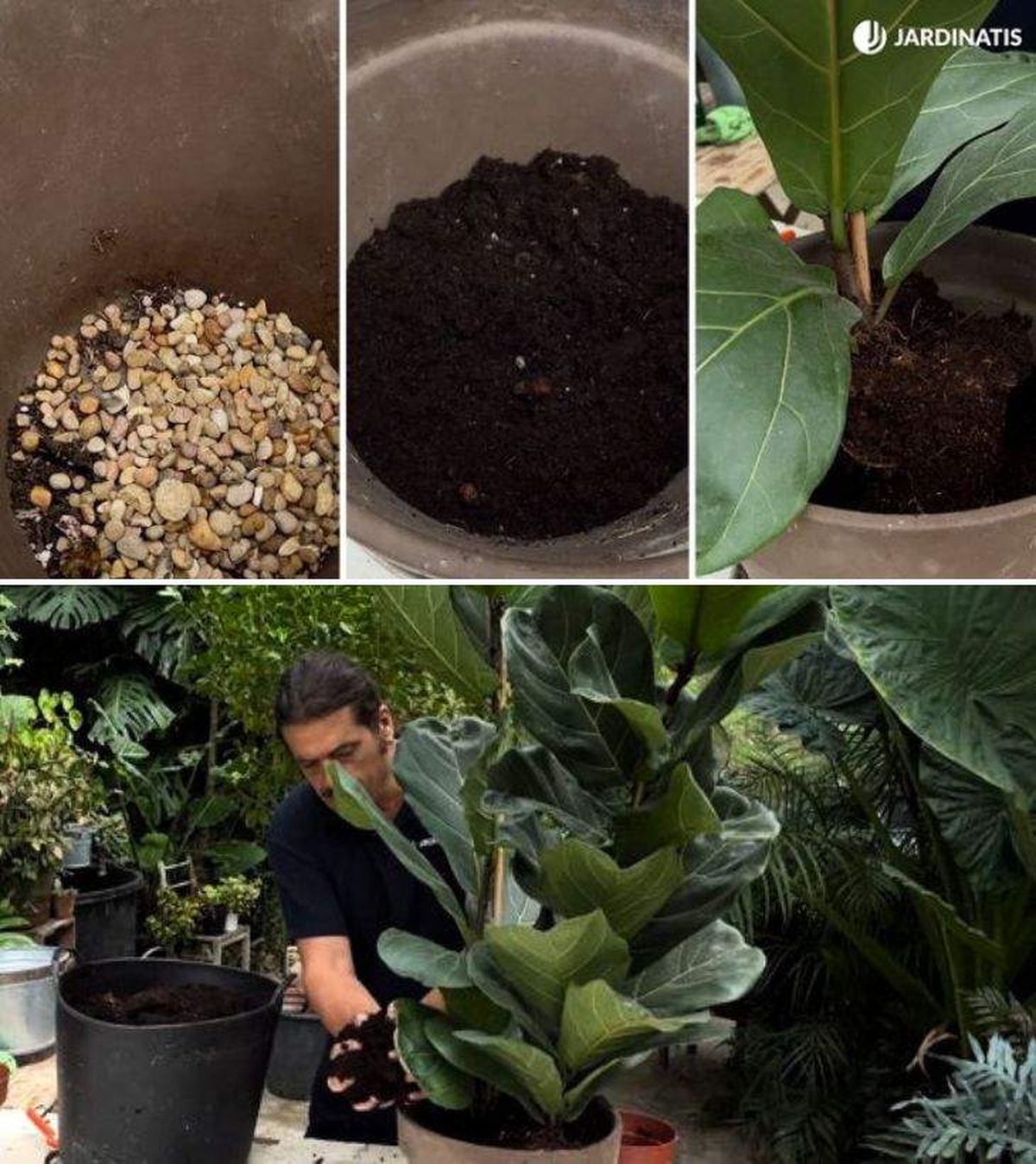 trasplante del ficus lyrata