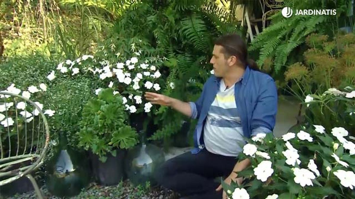 DEKO0712 composicion alegria guineana