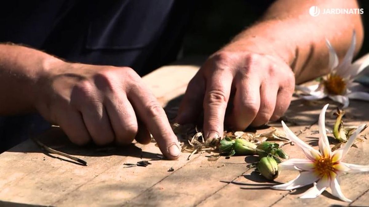 Cosechar semillas de dalia