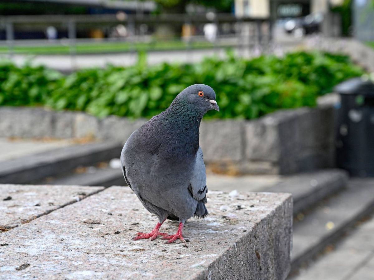 Al remover los excrementos, es cuando los hongos y bacterias se liberan en el aire.
