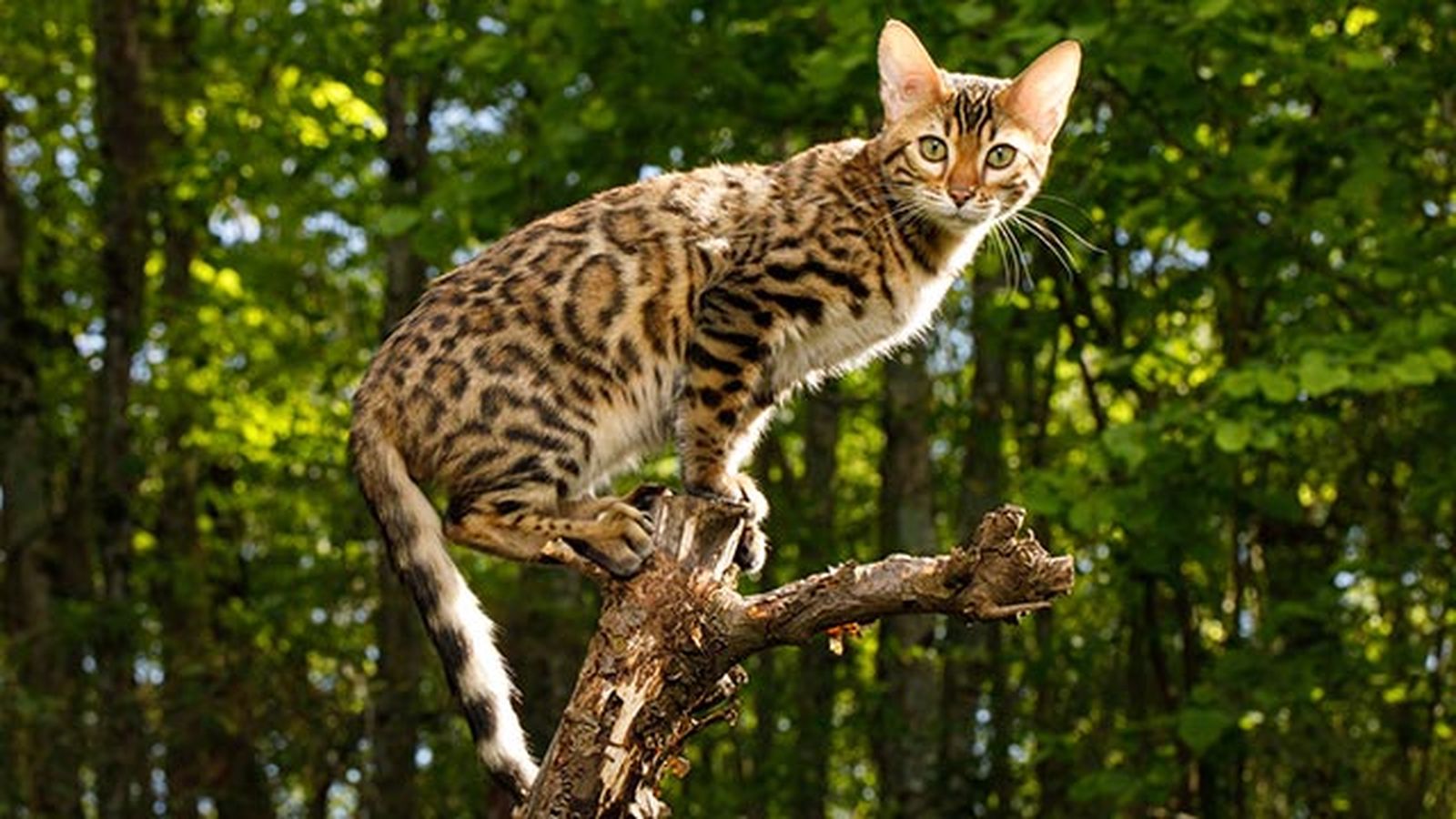 gato bengali bengala 7 gato bengali bengala 7