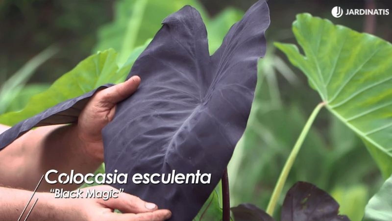 Colocasia esculenta Black Magic. Colocasia esculenta Black Magic.