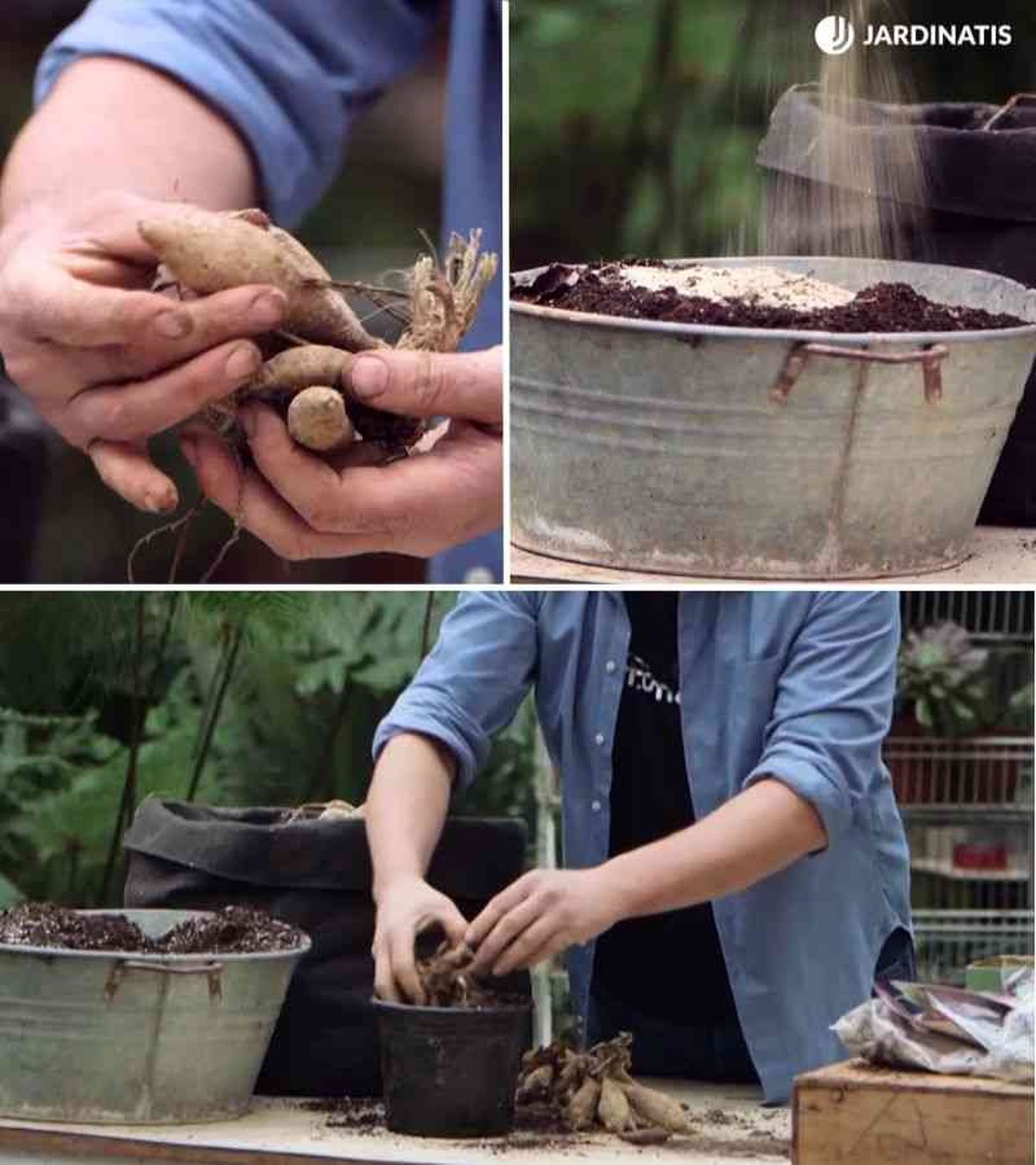 Coloca el tallo del año anterior hacia arriba / Doto: Hogarmania