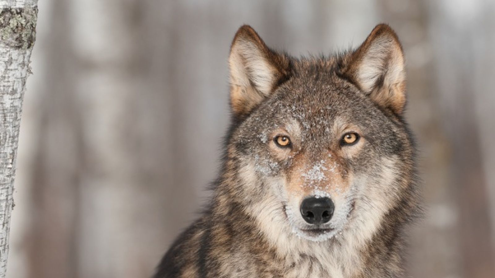 animales nocturnos lobo animales nocturnos lobo