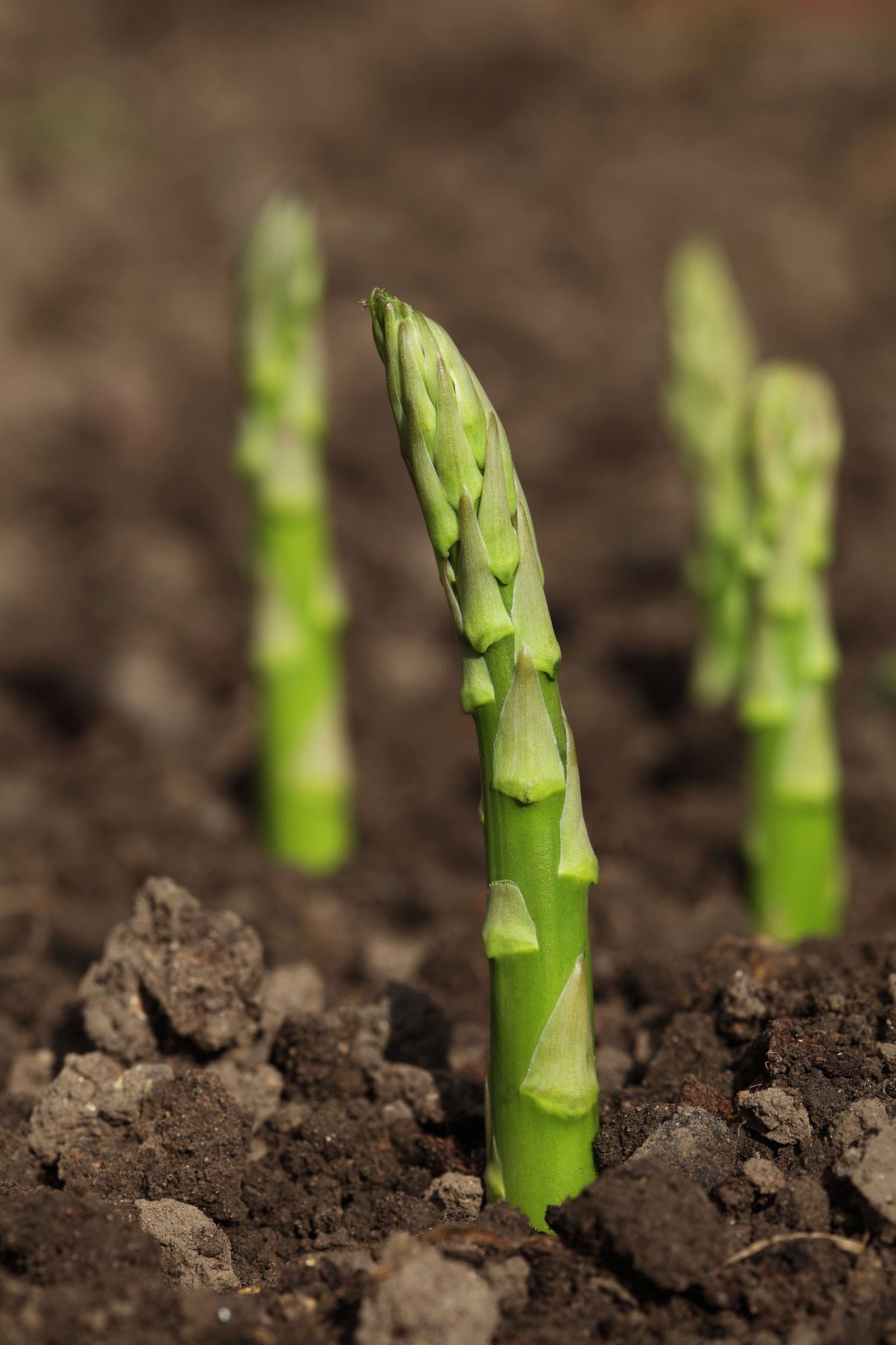 Cómo cultivar la esparraguera esparrago Cómo cultivar la esparraguera esparrago
