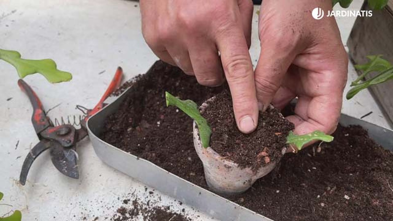como reproducir por esqueje el cactus raspa de pescado epiphyllum anguliger jardinatis 18 como reproducir por esqueje el cactus raspa de pescado epiphyllum anguliger jardinatis 18