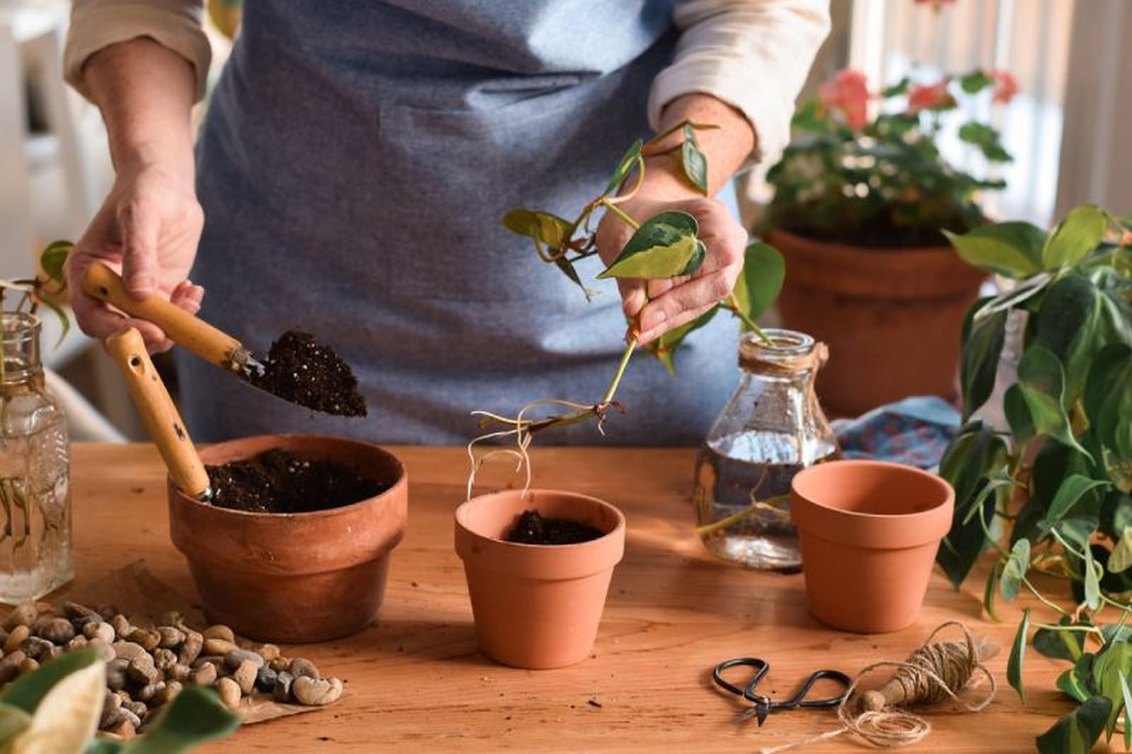 El poto es una de las plantas de interior más populares y resistentes El poto es una de las plantas de interior más populares y resistentes