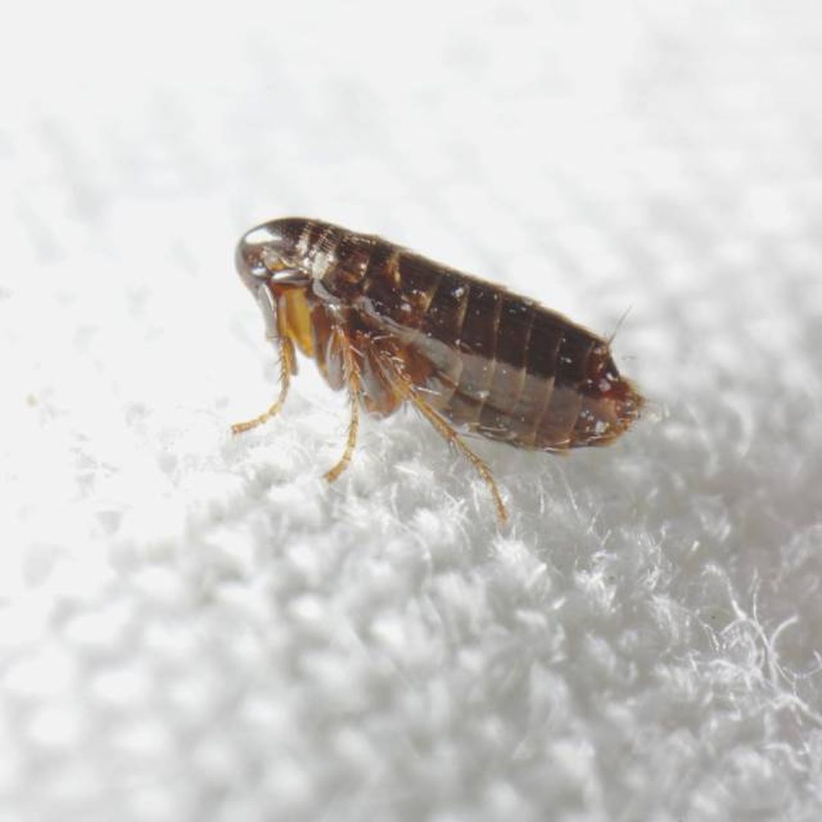 como son las pulgas parasitos especies