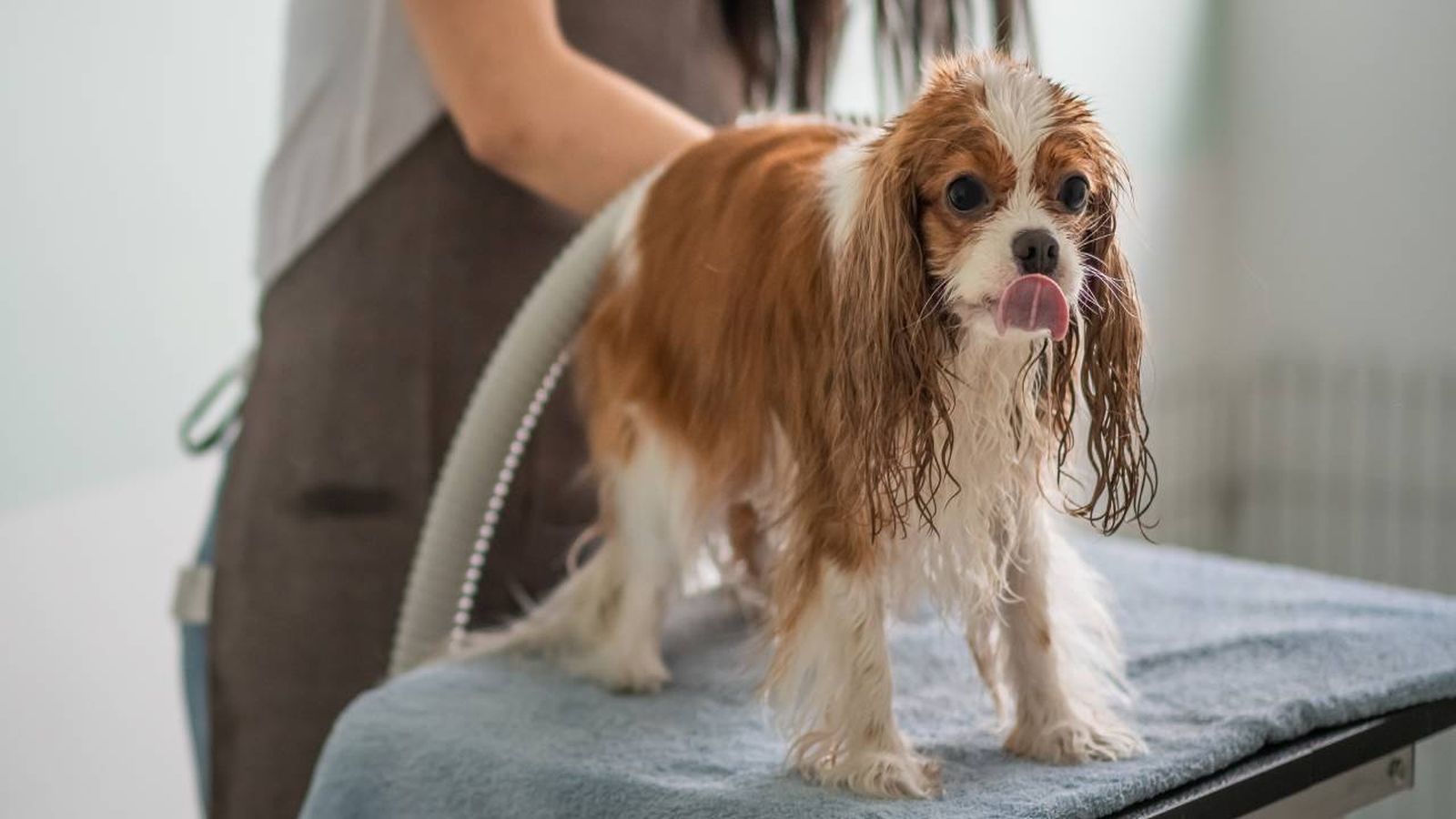 peluquerias caninas y centros de estetica de espana servicios basicos peluquerias caninas y centros de estetica de espana servicios basicos
