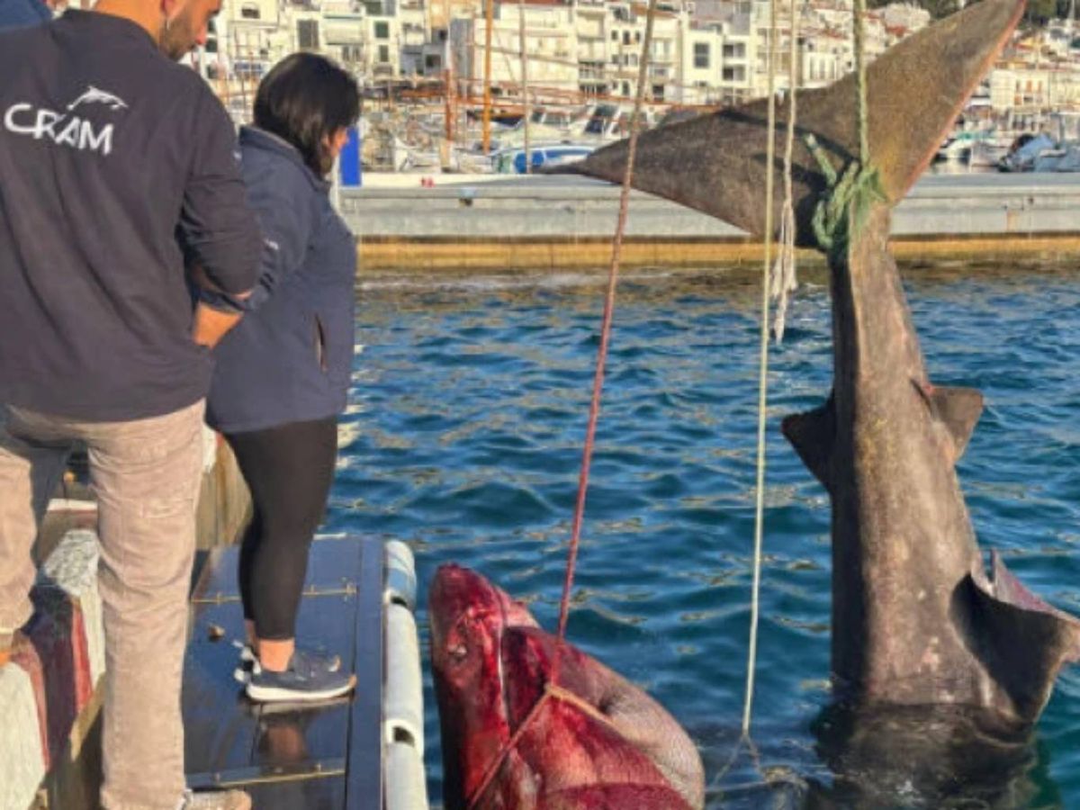 el tiburón fue encontrado ya muerto y enredado en una red.