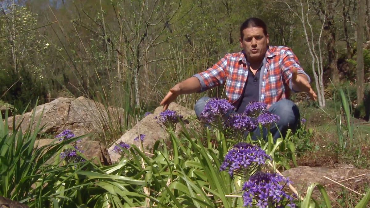 deco 693 jardineria scilla peruviana plantacion