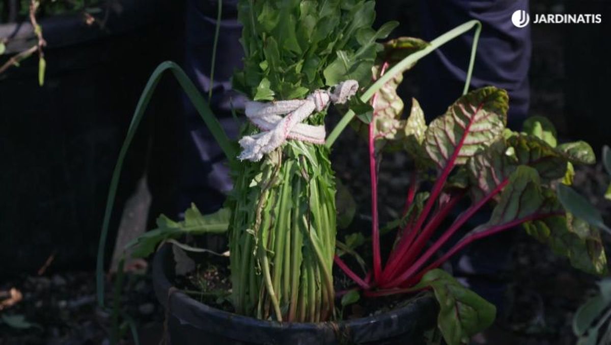 Atacar la achicoria con un trozo de cuerda o tela
