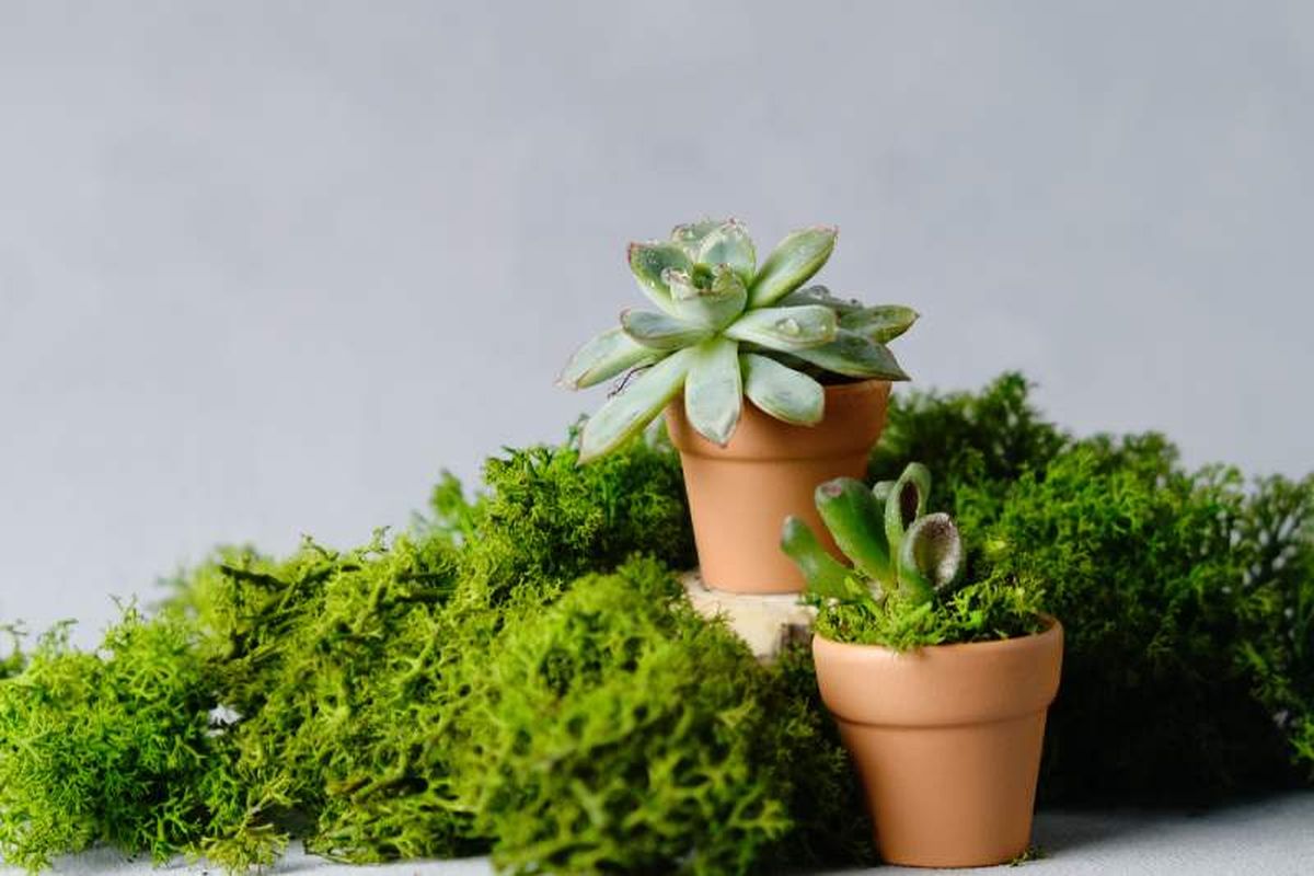 Puedes crear macetas muy originales con los recortes de césped