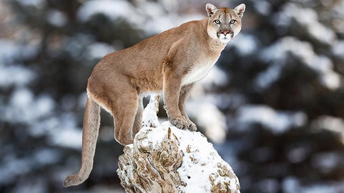 puma leon americano 10