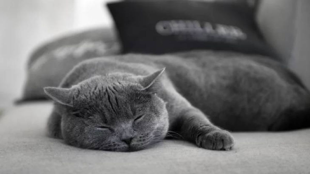 nombres para gatos grises 6 (1)