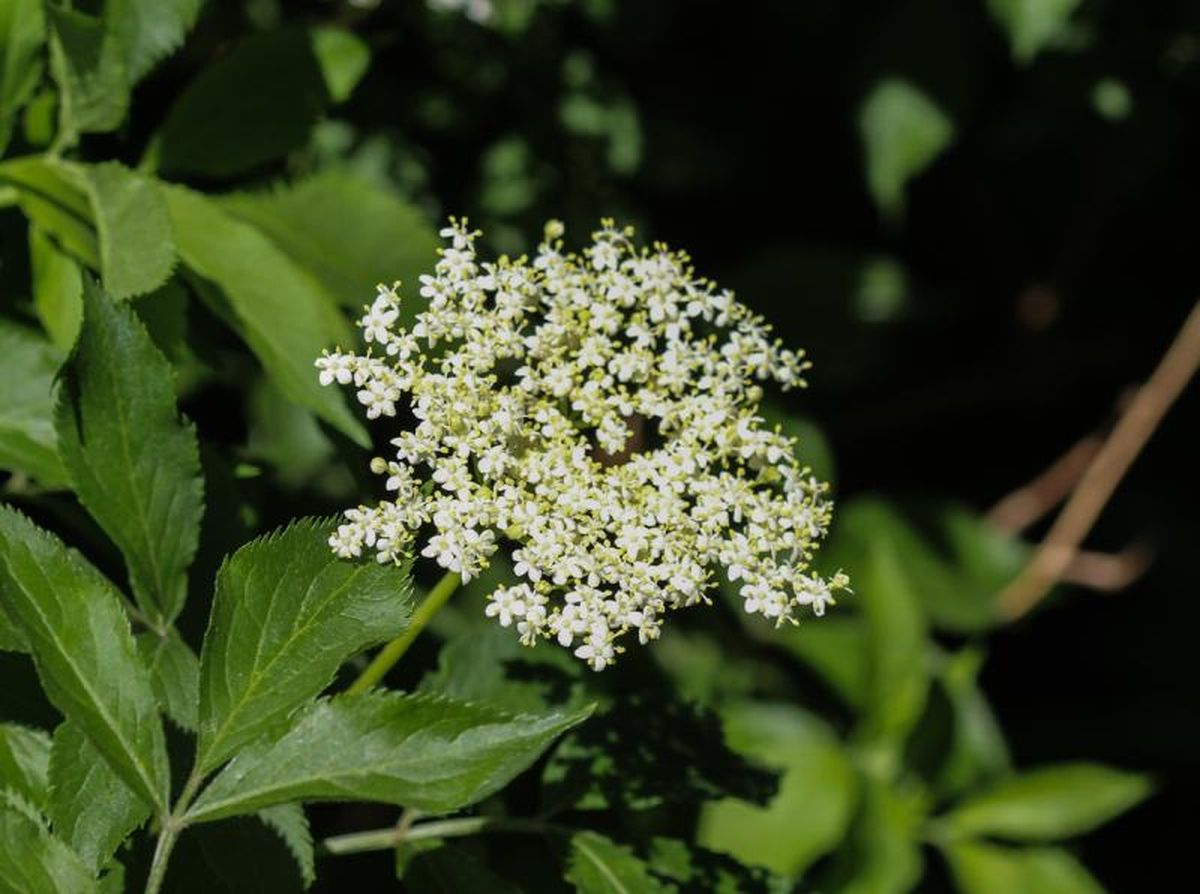 La flor de saúco es muy rica en antioxidantes