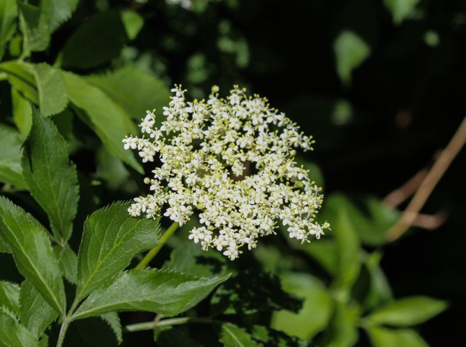 La flor de saúco es muy rica en antioxidantes La flor de saúco es muy rica en antioxidantes