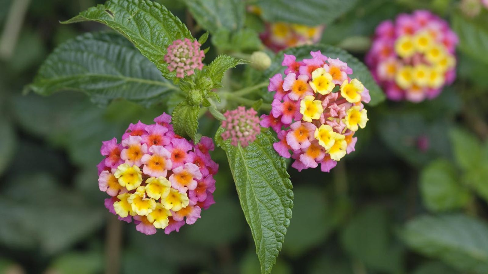 caracteristicas arbusto lantana caracteristicas arbusto lantana