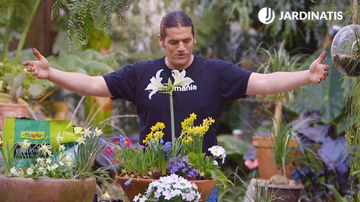 brico 0902 3 composicion bulbosas detalle 1