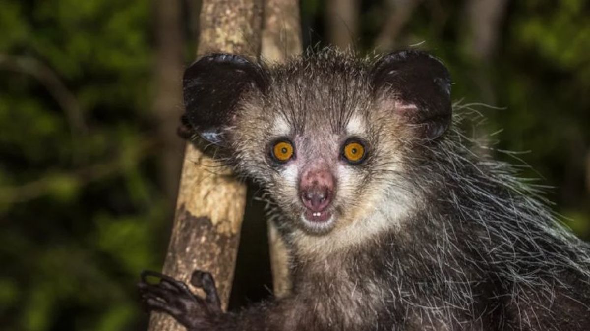 animales mas raros del mundo aye aye¡