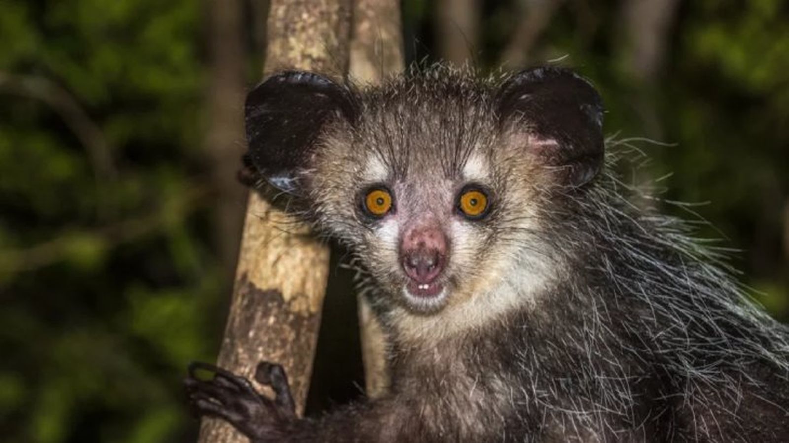 animales mas raros del mundo aye aye¡ animales mas raros del mundo aye aye¡