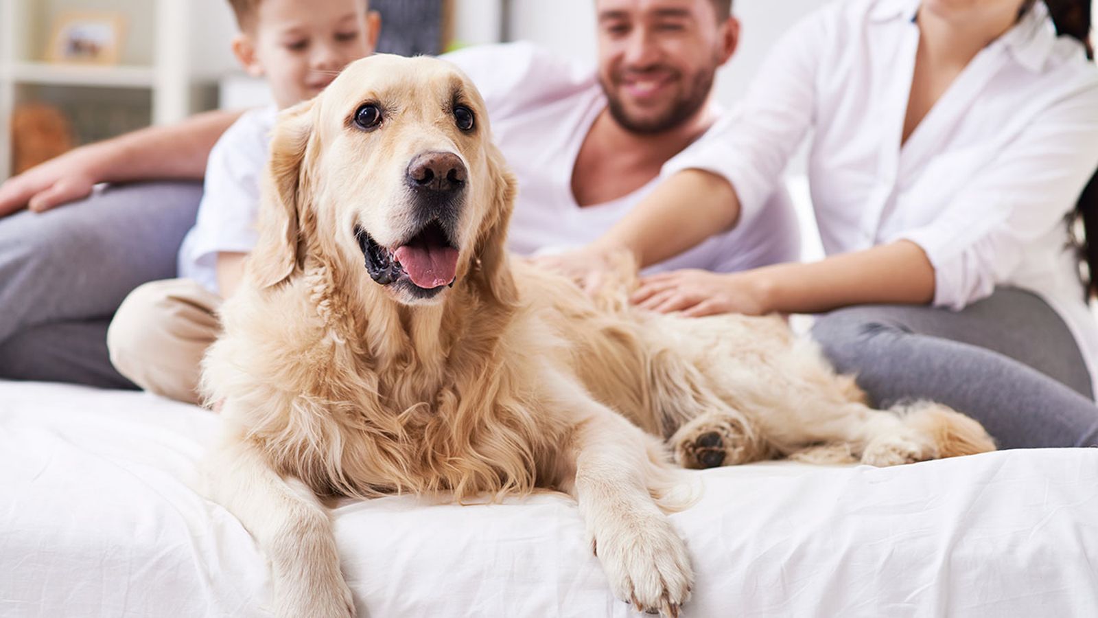 perro llegada casa pautas perro llegada casa pautas