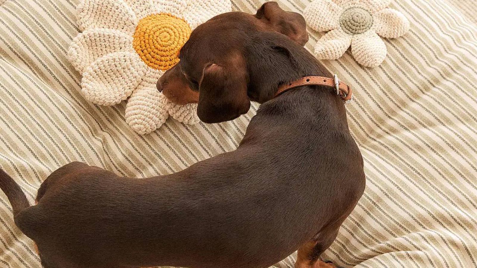zara home renueva coleccion mascotas