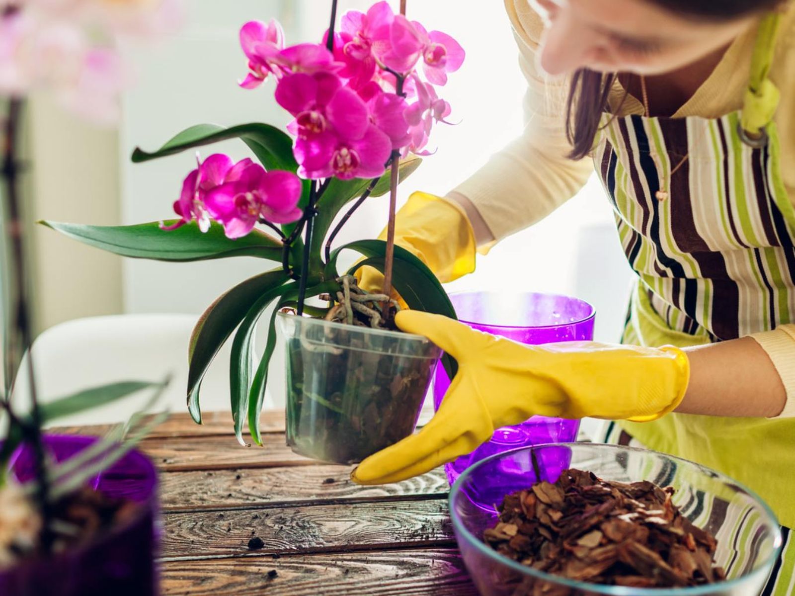 Los sustratos para orquídeas son muy diferentes a los de otro tipo de plantas. Los sustratos para orquídeas son muy diferentes a los de otro tipo de plantas.