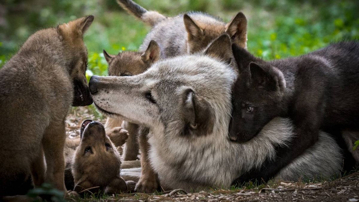 mascotas embarazo psicologico lobos maternidad