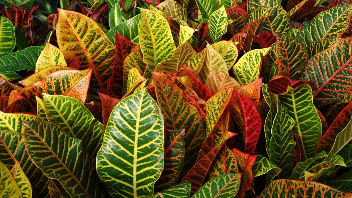 croton planta