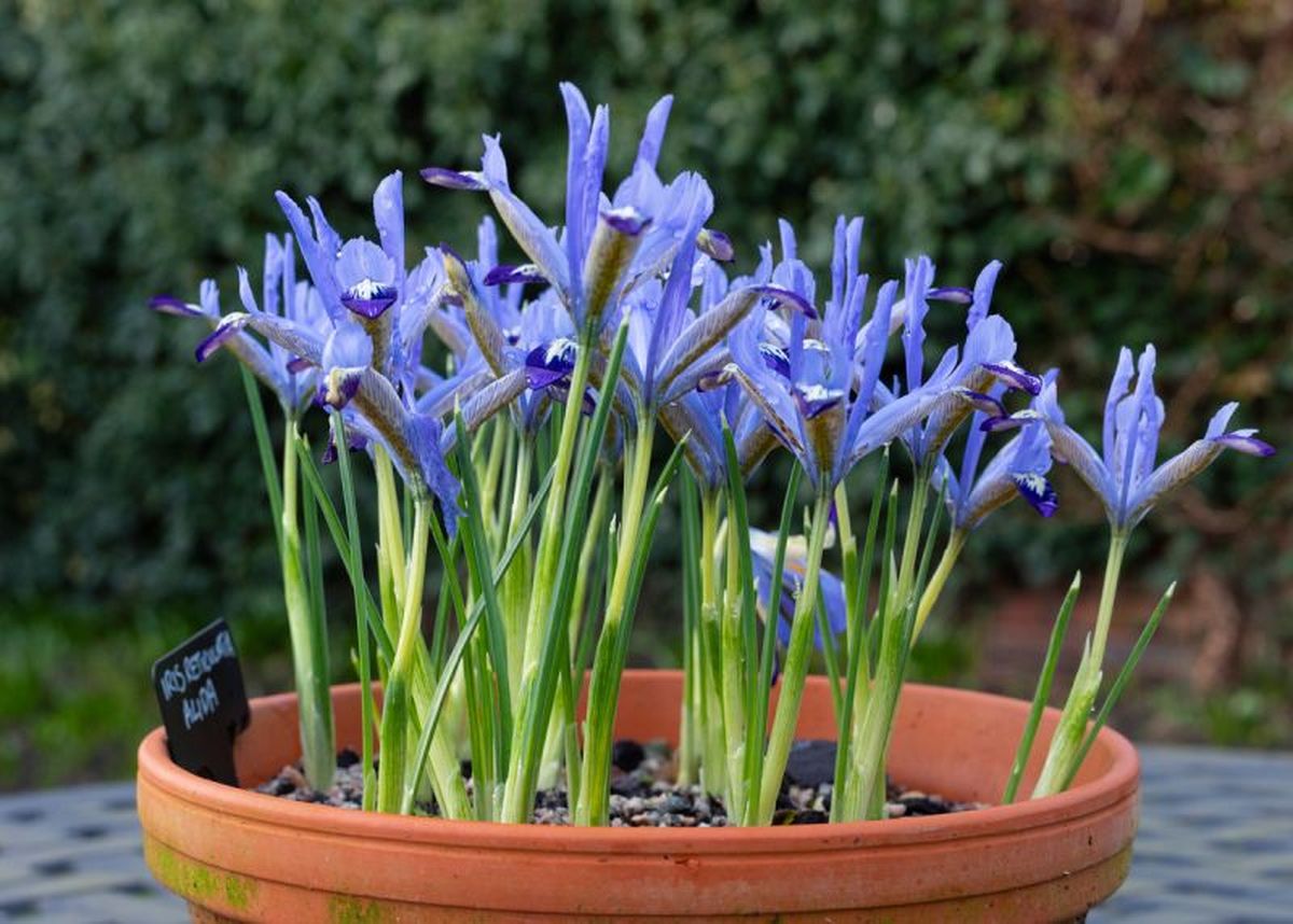 Iris reticulata Alida