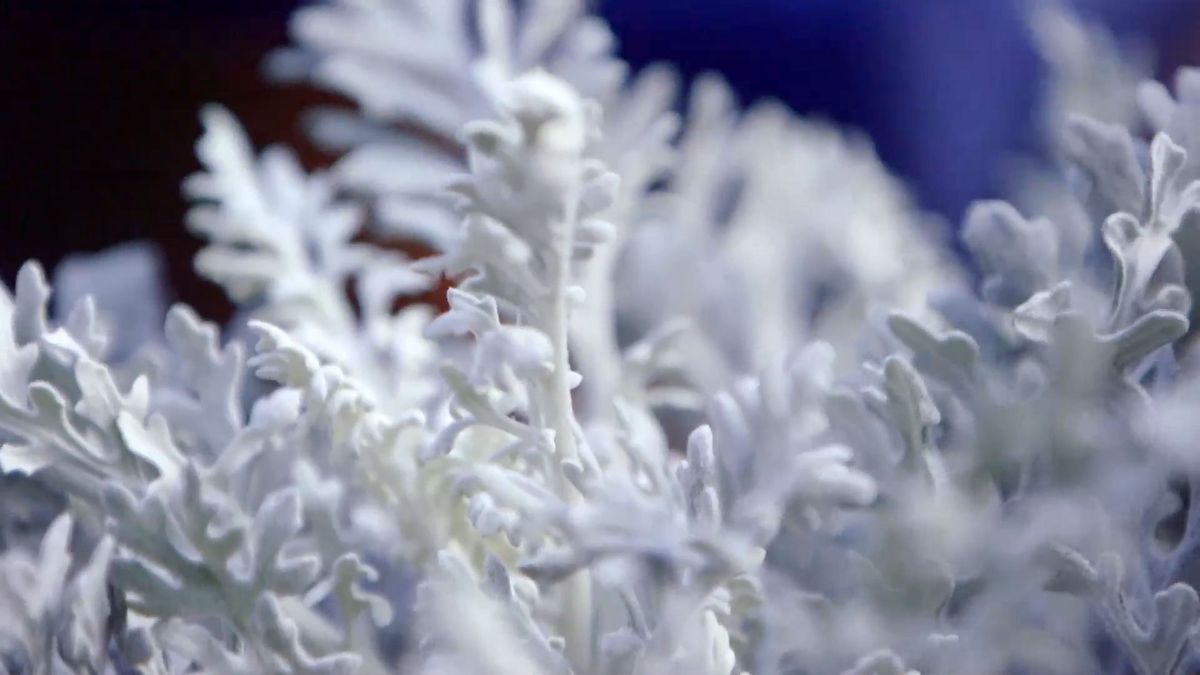 brico 951 3 eremophila nivea plantas follaje blanco cineraria maritima