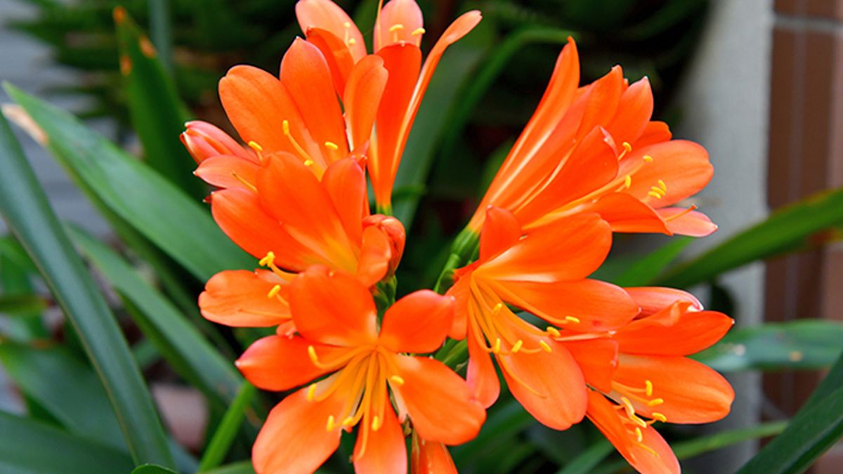 clivia miniata planta de interior con flor jardinatis