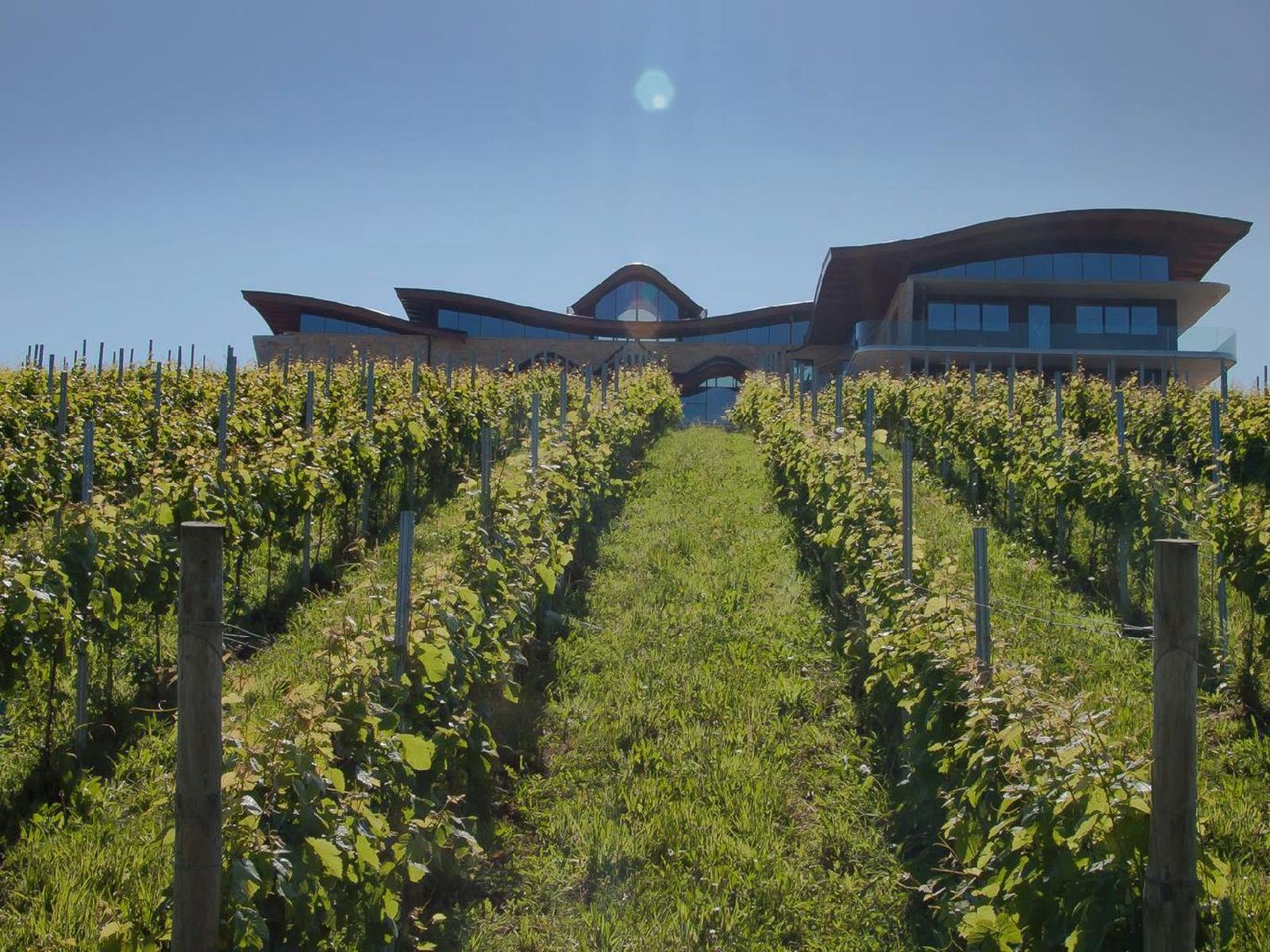 Hika Bodega despliega siete hectáreas de viñedo Hika Bodega despliega siete hectáreas de viñedo