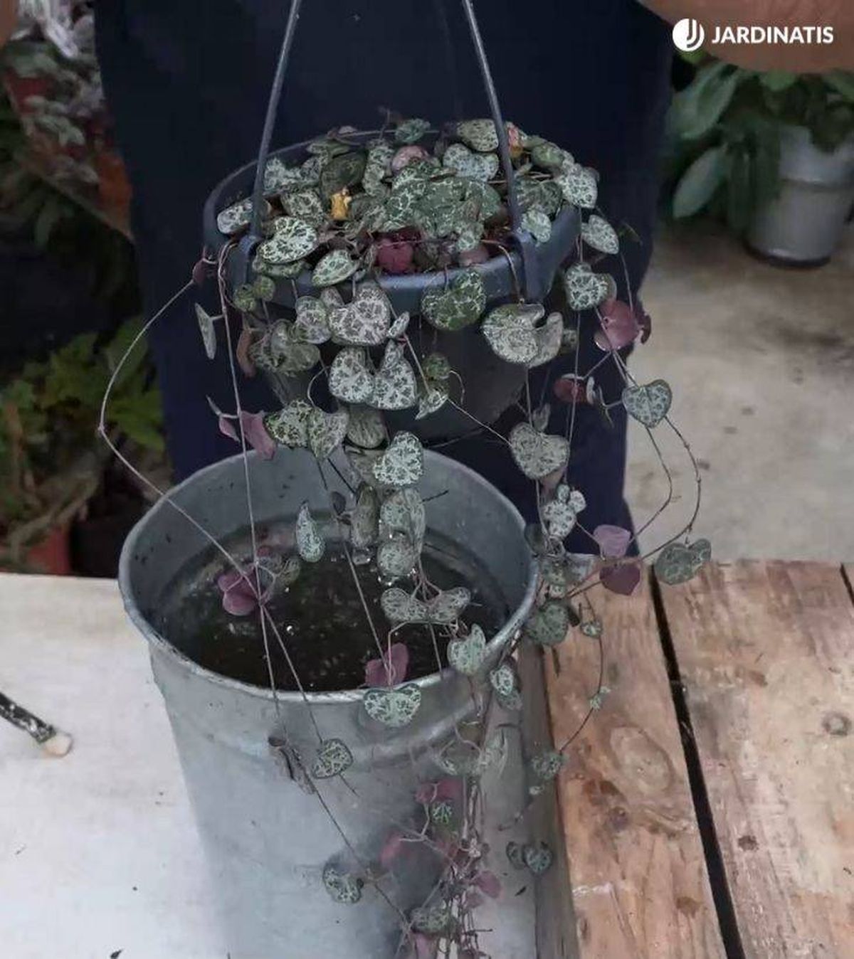 Riego de Ceropegia woodii por inmersión.