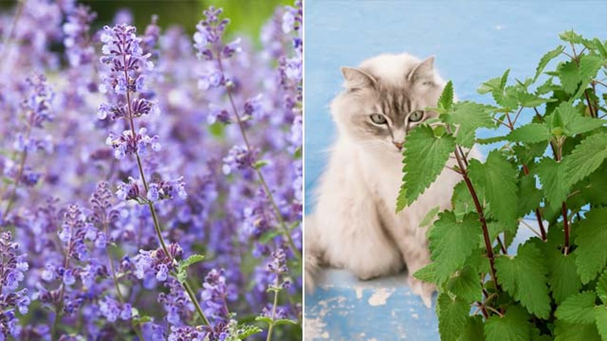Planta menta de gato