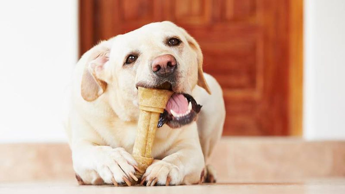 Desde siempre los huesos son por naturaleza un gran tesoro para los perros.