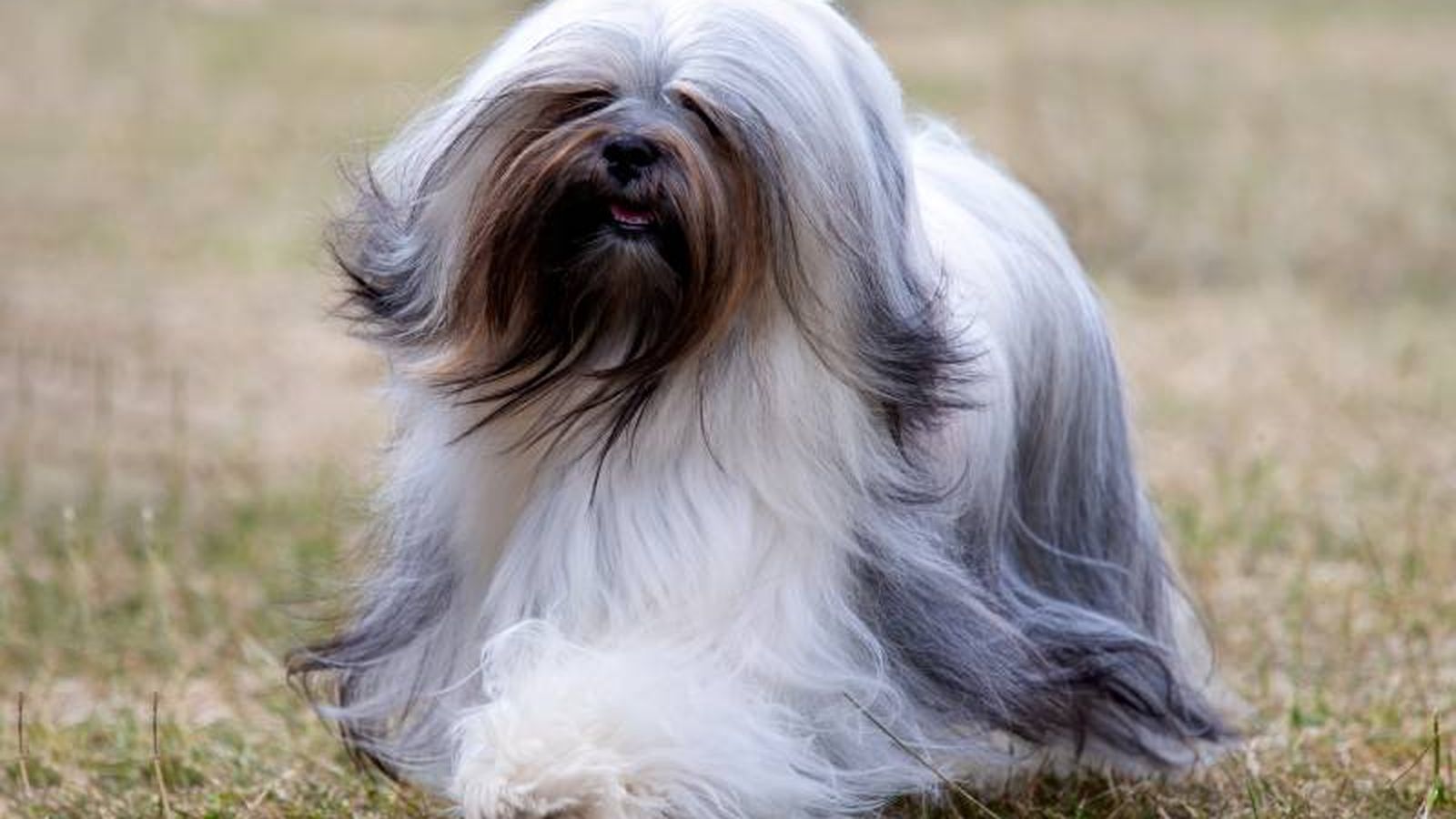 Lhasa Apso Lhasa Apso