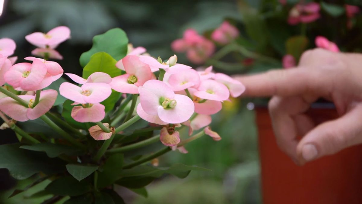 brico 952 3 euphorbia mii variedad cuidados