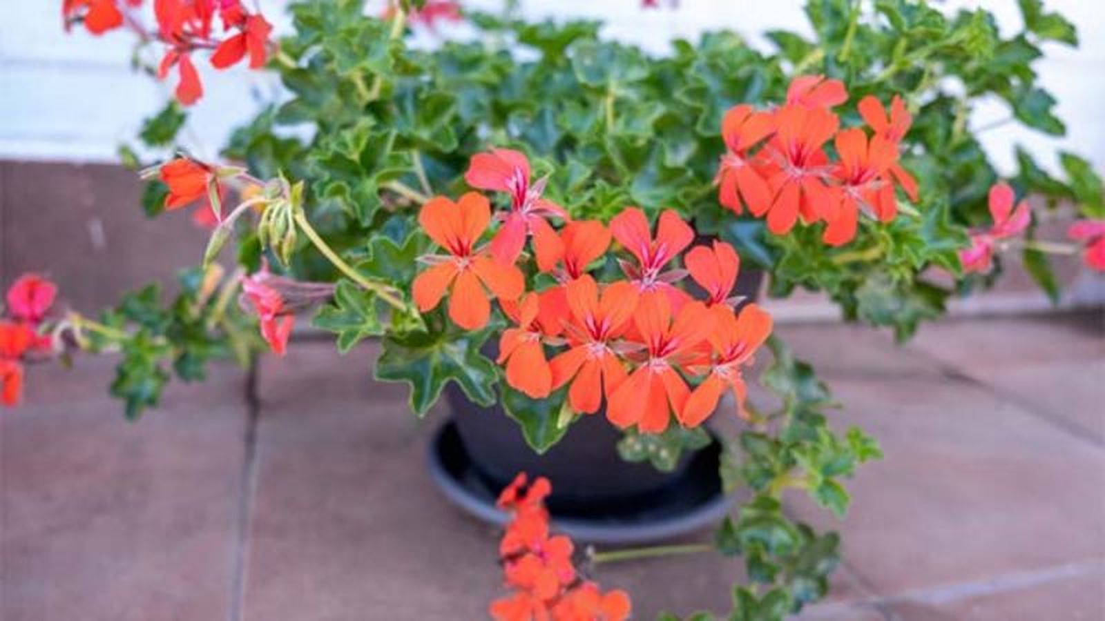 Pelargonium peltatum Pelargonium peltatum
