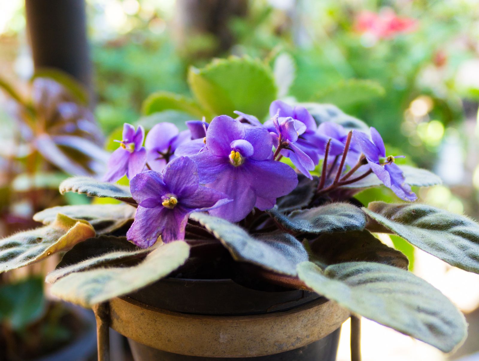 violeta africana violeta africana