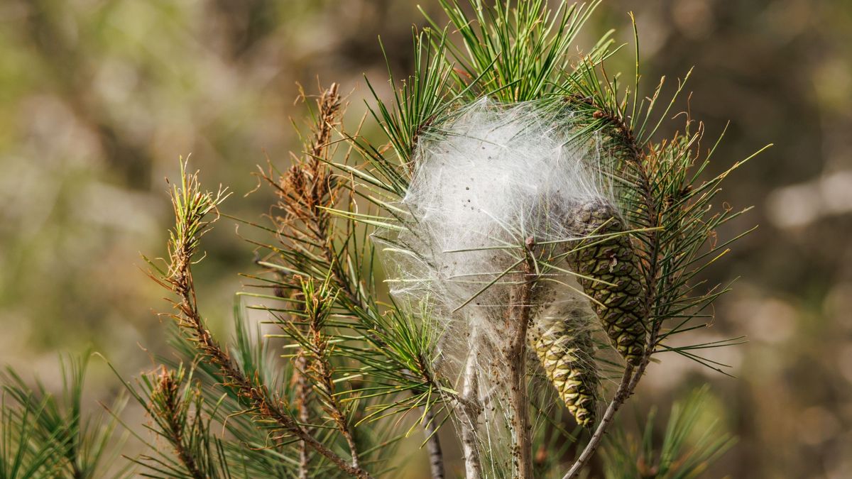 Es una plaga muy fácil de detectar
