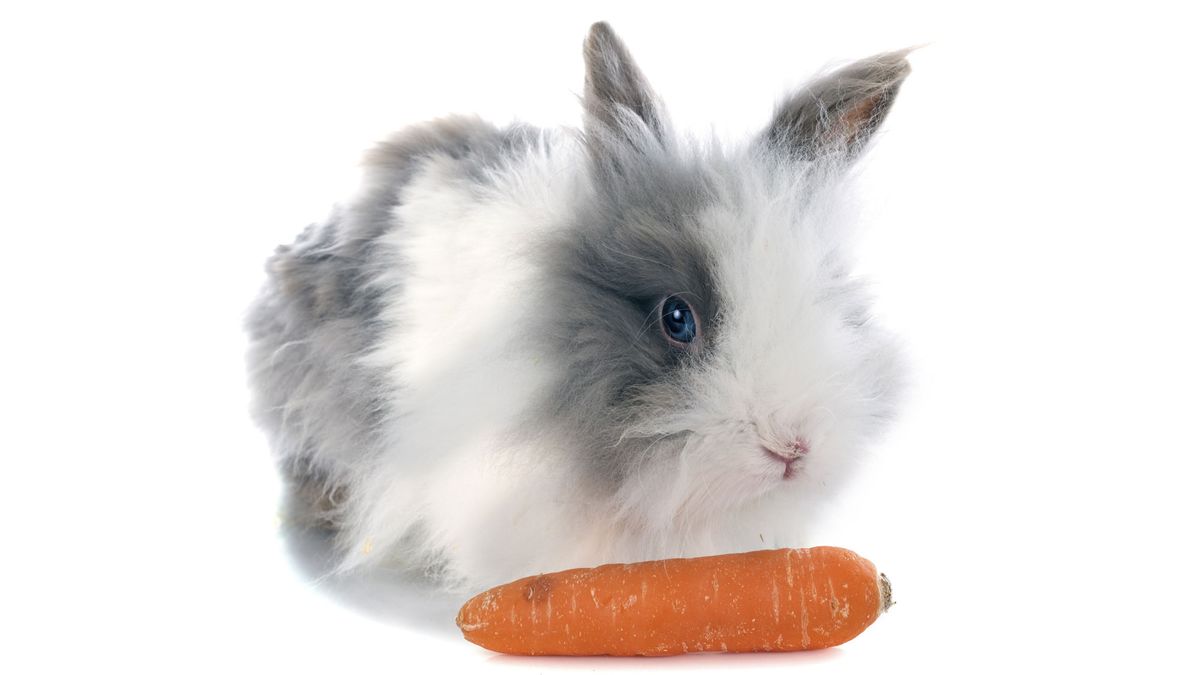 conejo angora alimentacion