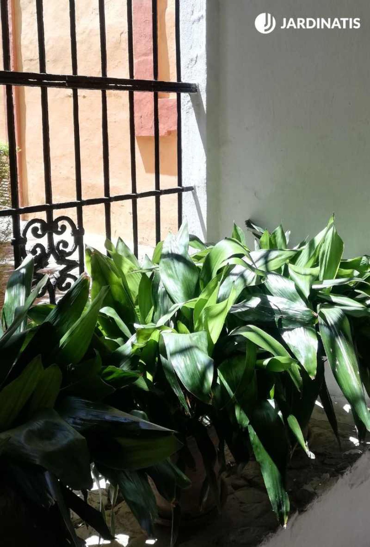 Es recomendable ubicar la aspidistra en zonas sombrías