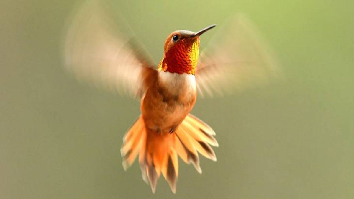 colibri ave maspequena mundo