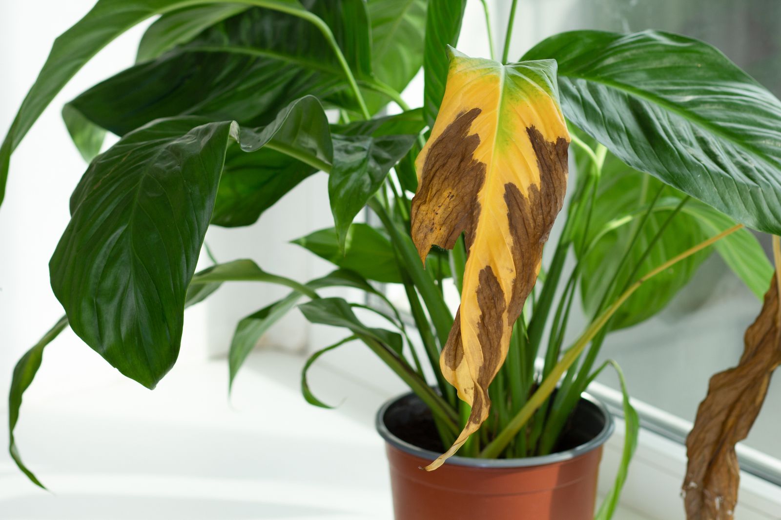 La humedad ambiental es la gran olvidada en el cuidado de las plantas