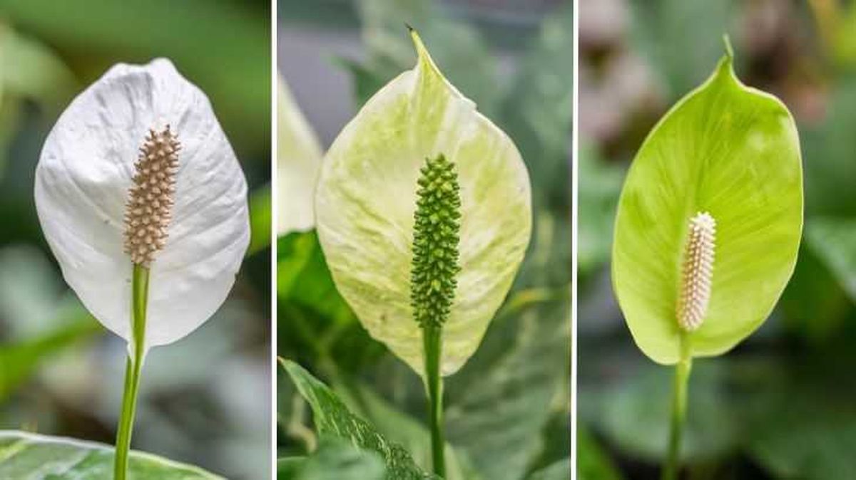 evolucion color flores espatifilo gigante spathiphyllum sensation