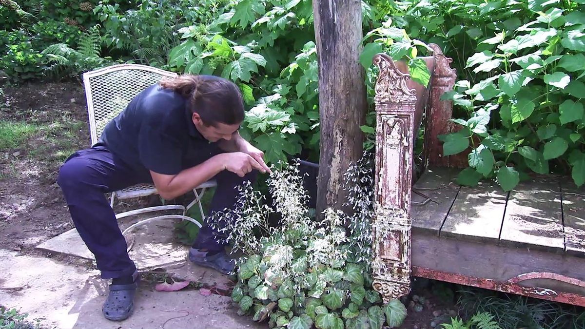 deco 777 jardin saxifragas comercial