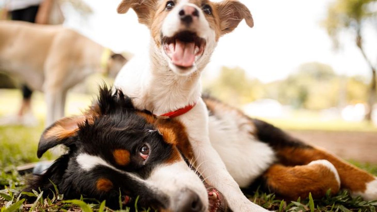 perros con sindrome de down 3